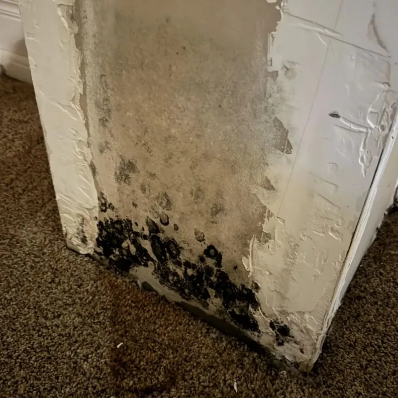 Professional Mold Removal in Mason, OH